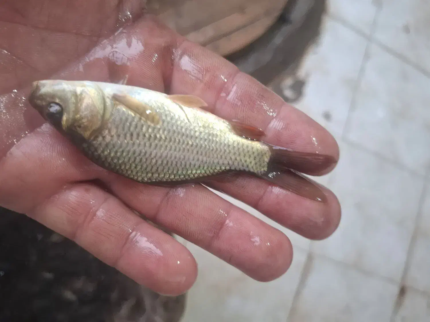 / کپور /فیتوپلنگ/وبرون وامور|ماهی|زنجان, |دیوار