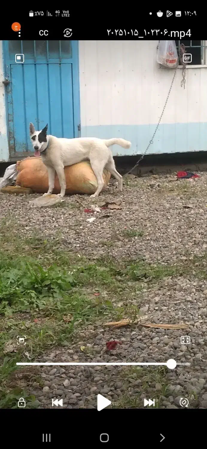 سگ هاستگی زانبی|سگ|طاهرگوراب, |دیوار