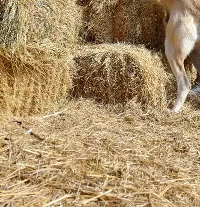 یونجه امیش|لوازم جانبی حیوانات|قره ضیاالدین, |دیوار