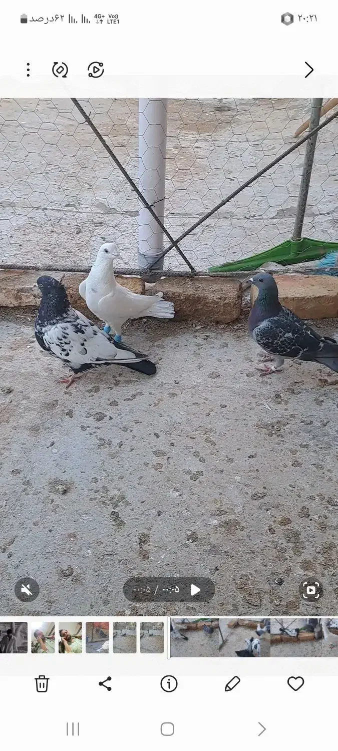 کبوتر پرشی|پرنده|دشتابی, |دیوار