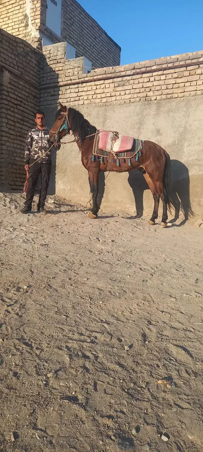 اسب یرقه|اسب و تجهیزات اسبسواری|تربتحیدریه, رجایی|دیوار