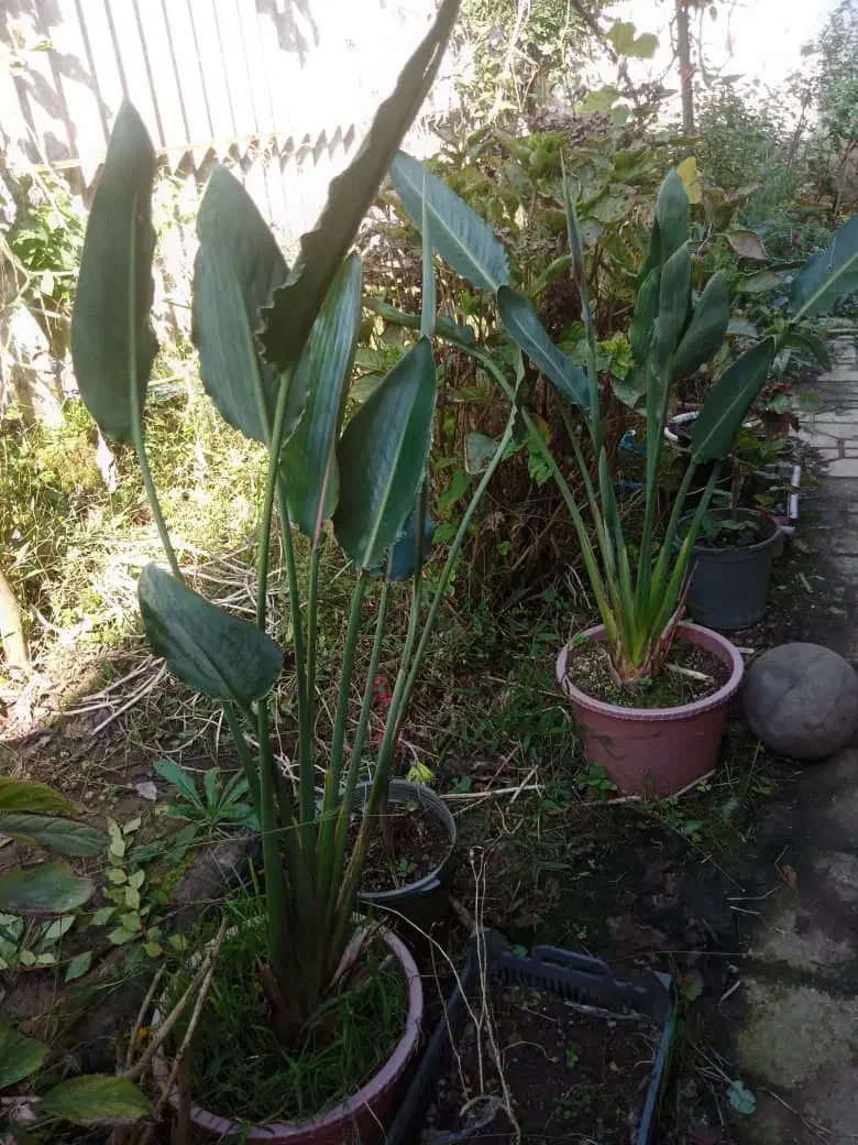 گل زیبا و آپارتمانی استرلیتزیا یا پرنده بهشتی|گل و گیاه طبیعی|لاهیجان, لیالستان|دیوار