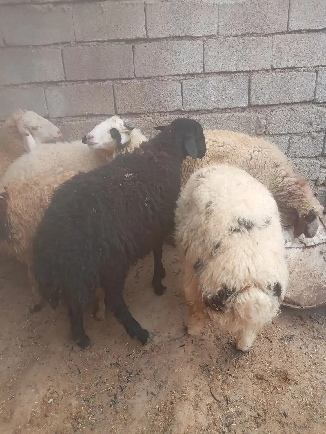 بره نر    تکی و جمله    شوش دانیال|حیوانات مزرعه|شوش, |دیوار