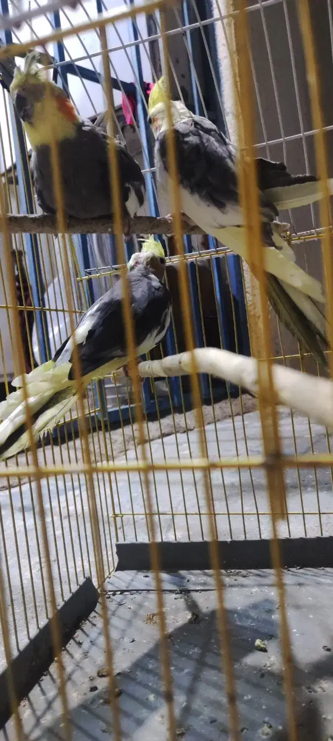 عروس هلندی معاوضه با قناری گرینچیک|پرنده|بندرعباس, |دیوار