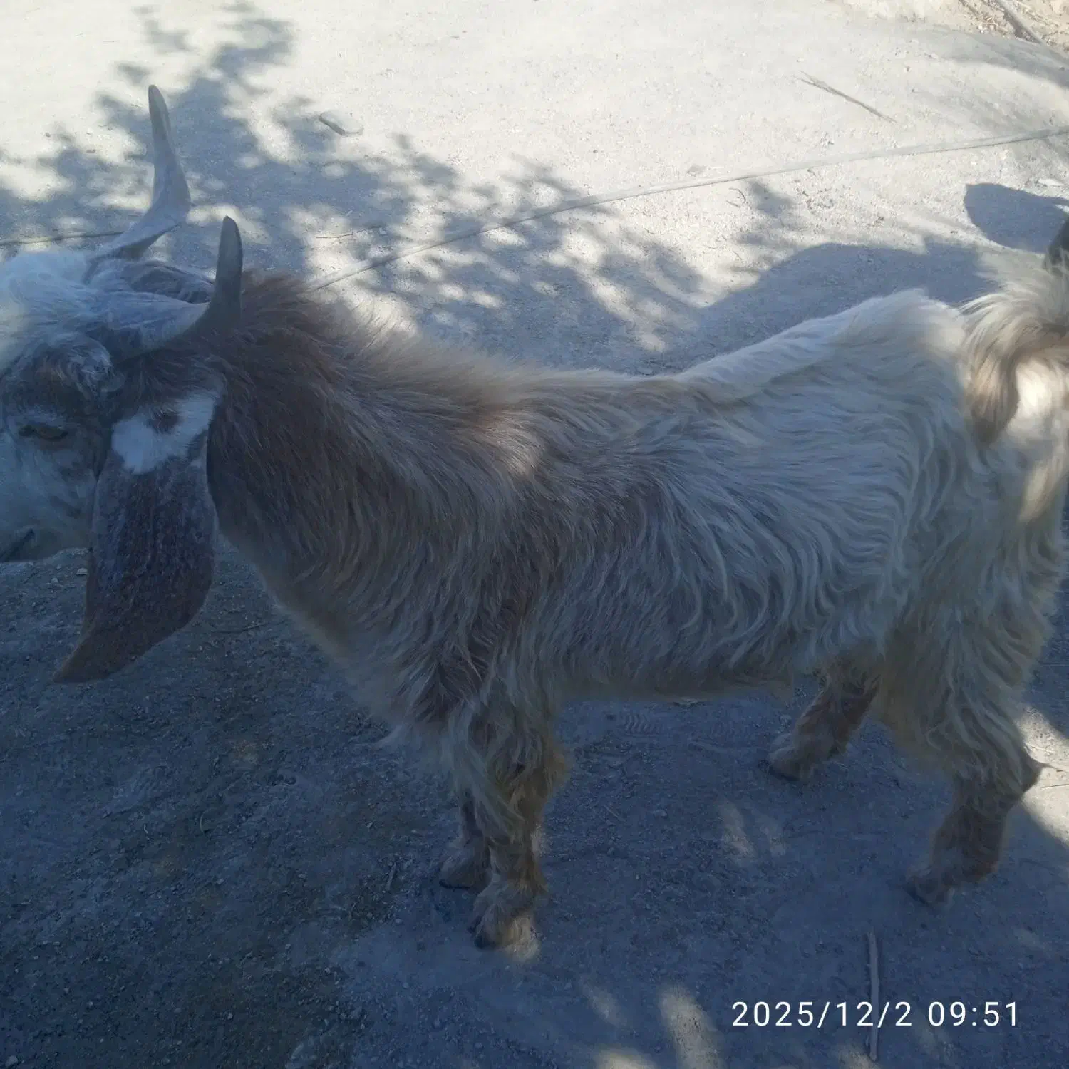 بزن نر|حیوانات مزرعه|قصرقند, |دیوار