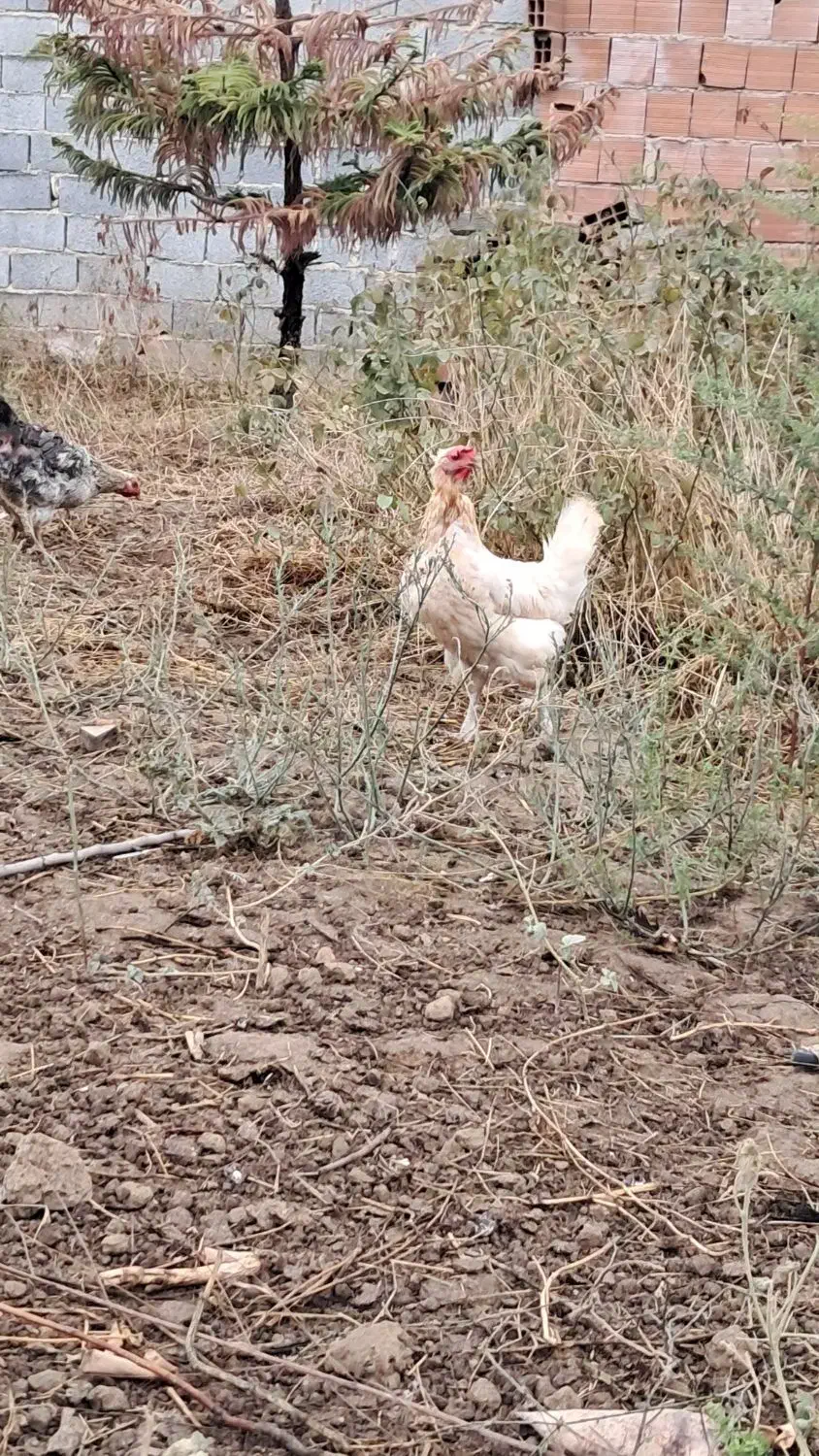 فروش فوری مرغ محلی تخم گذار|حیوانات مزرعه|بهشهر, |دیوار