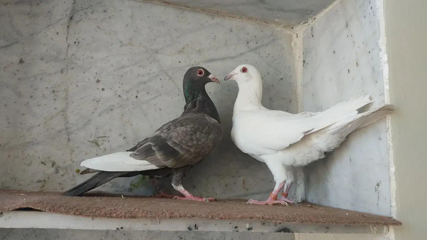 کبوتر نر و ماده|پرنده|فسا, |دیوار