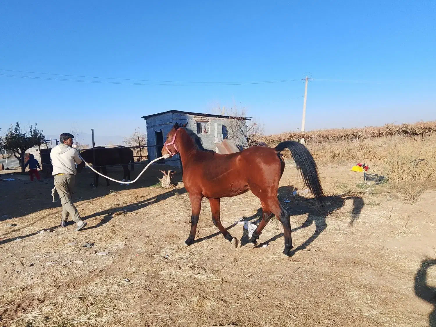 اسب نریان|اسب و تجهیزات اسب‌سواری|ماهیدشت, |دیوار