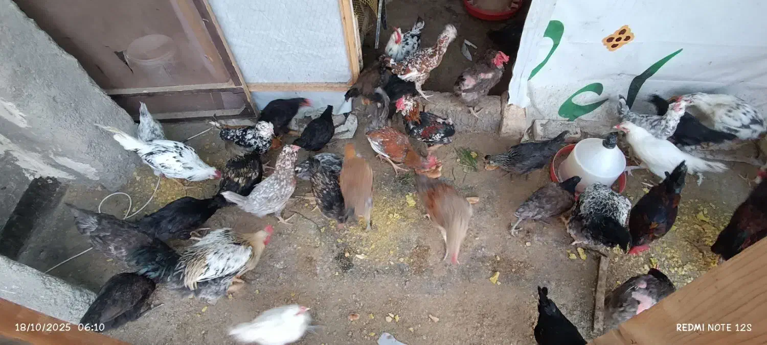 مرغ و خروس مینیاتوری|حیوانات مزرعه|مشهد, بلال|دیوار