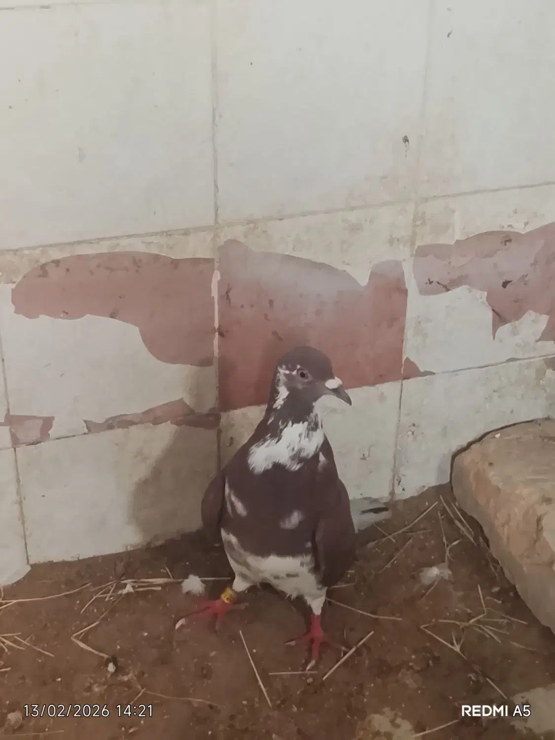 نرو ماده|پرنده|نیمروز, |دیوار