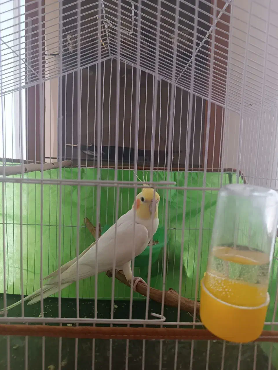 یک عدد عروس هلندی لوتینو سفید|پرنده|نیشابور, شهرک اندیشه|دیوار