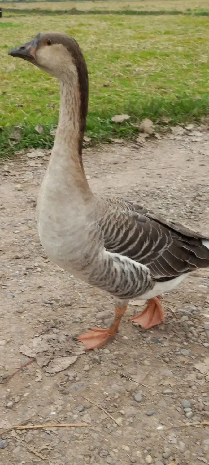 غاز قو|حیوانات مزرعه|رشت, بازار|دیوار