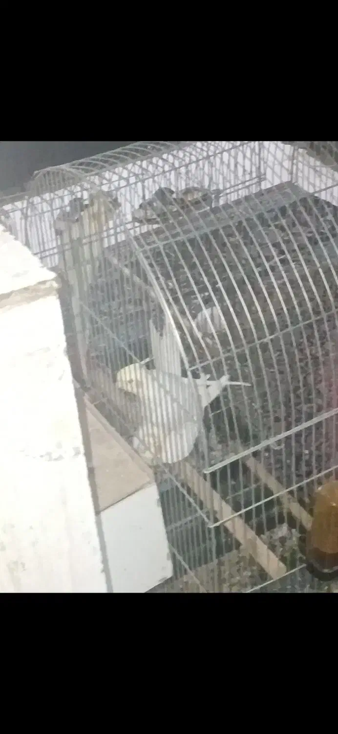 جفت عروس مولد|پرنده|سوسنگرد, |دیوار