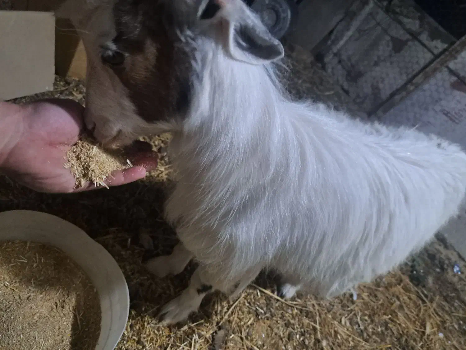 بز شکم دار و بزغاله|حیوانات مزرعه|رشت, ساغری سازان|دیوار