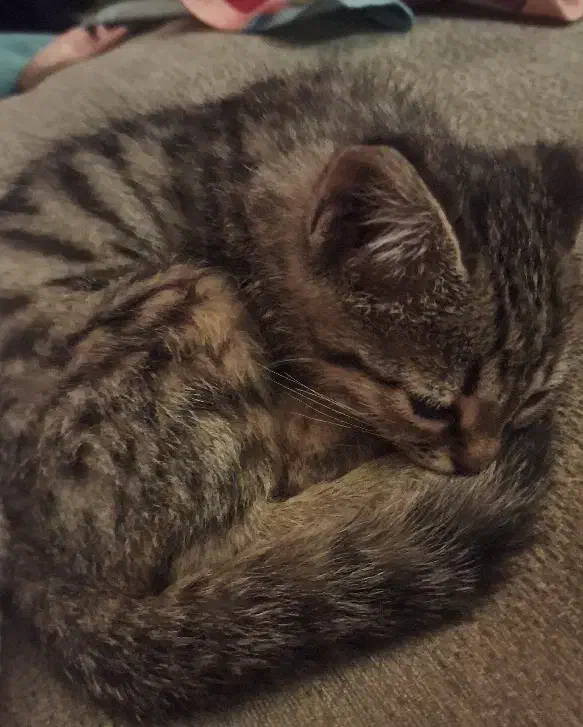 واگذاری گربه نر دوماهه|گربه|اصفهان, باغ فدک|دیوار