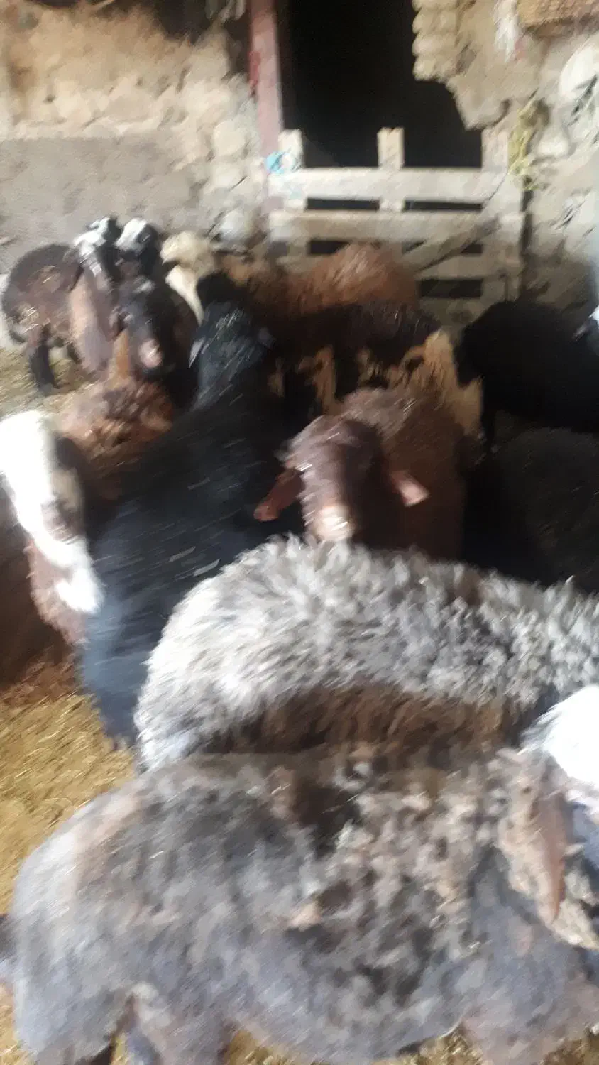 بره|حیوانات مزرعه|فیروزآباد (لرستان), |دیوار