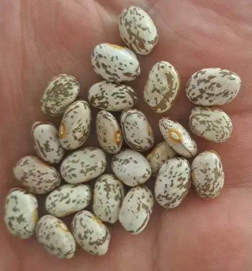 لوبیا چیتی|حراج|تهران, هفده شهریور|دیوار