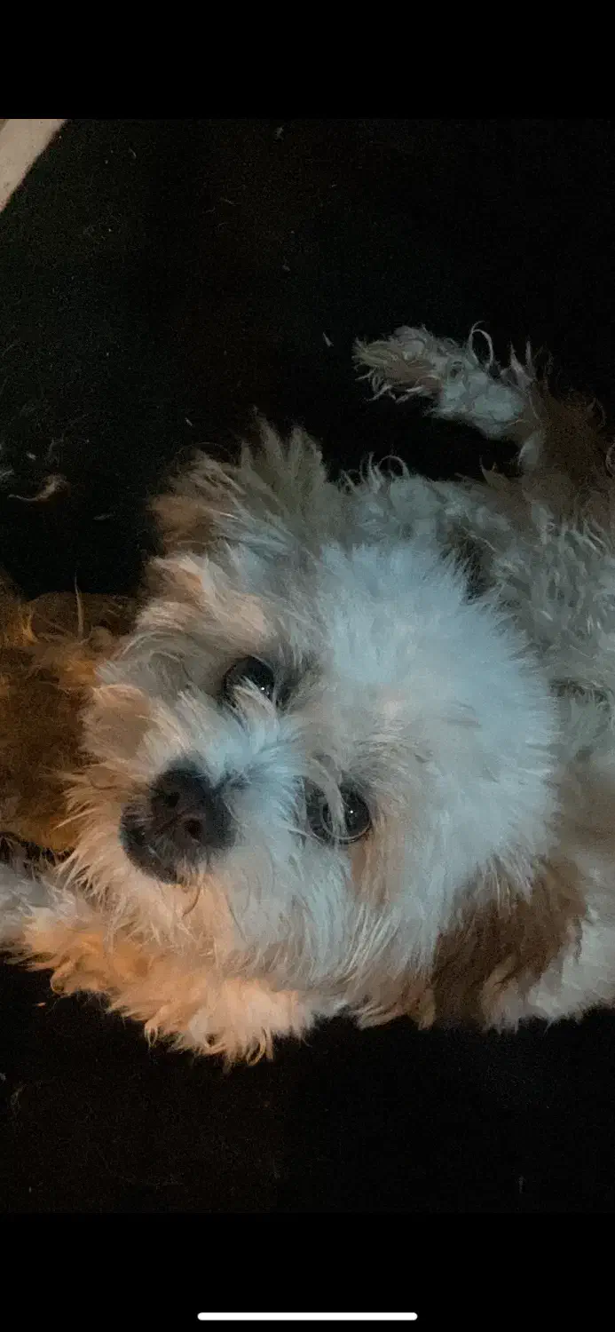 سگ شیتزو|سگ|تبریز, |دیوار