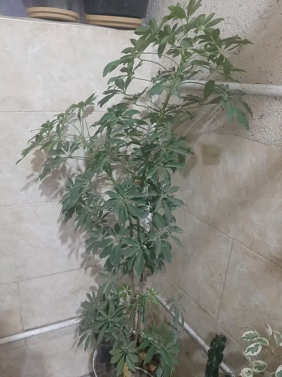 گل طبیعی سرحال|گل و گیاه طبیعی|اسلامشهر, شهرک قائمیه|دیوار