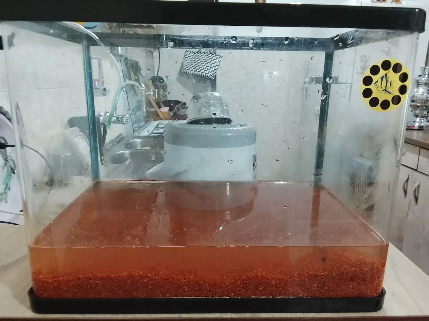 آکواریوم شیشه خم|ماهی|پاکدشت, پاکدشت (مامازند)|دیوار