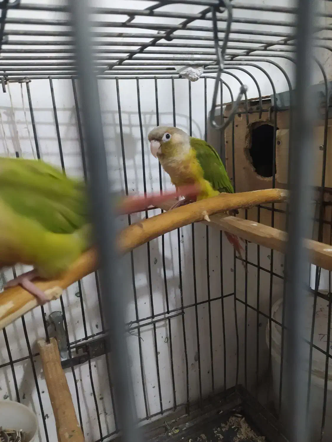 یک جفت گرنجیک بالغ آماده به تخم|پرنده|علی‌آباد کتول, |دیوار