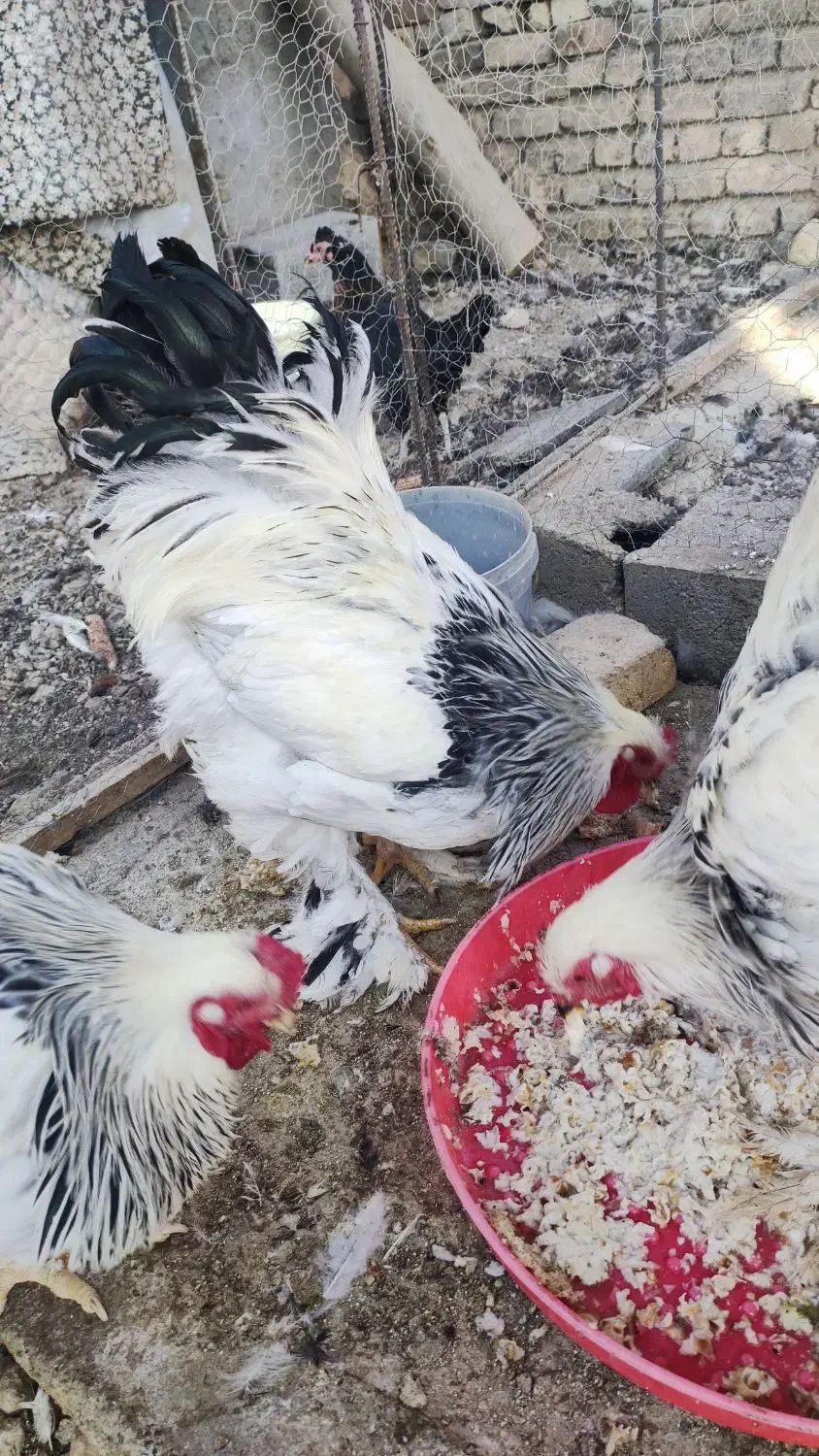 خروس برهما و مرندی|حیوانات مزرعه|هشتگرد, خور|دیوار