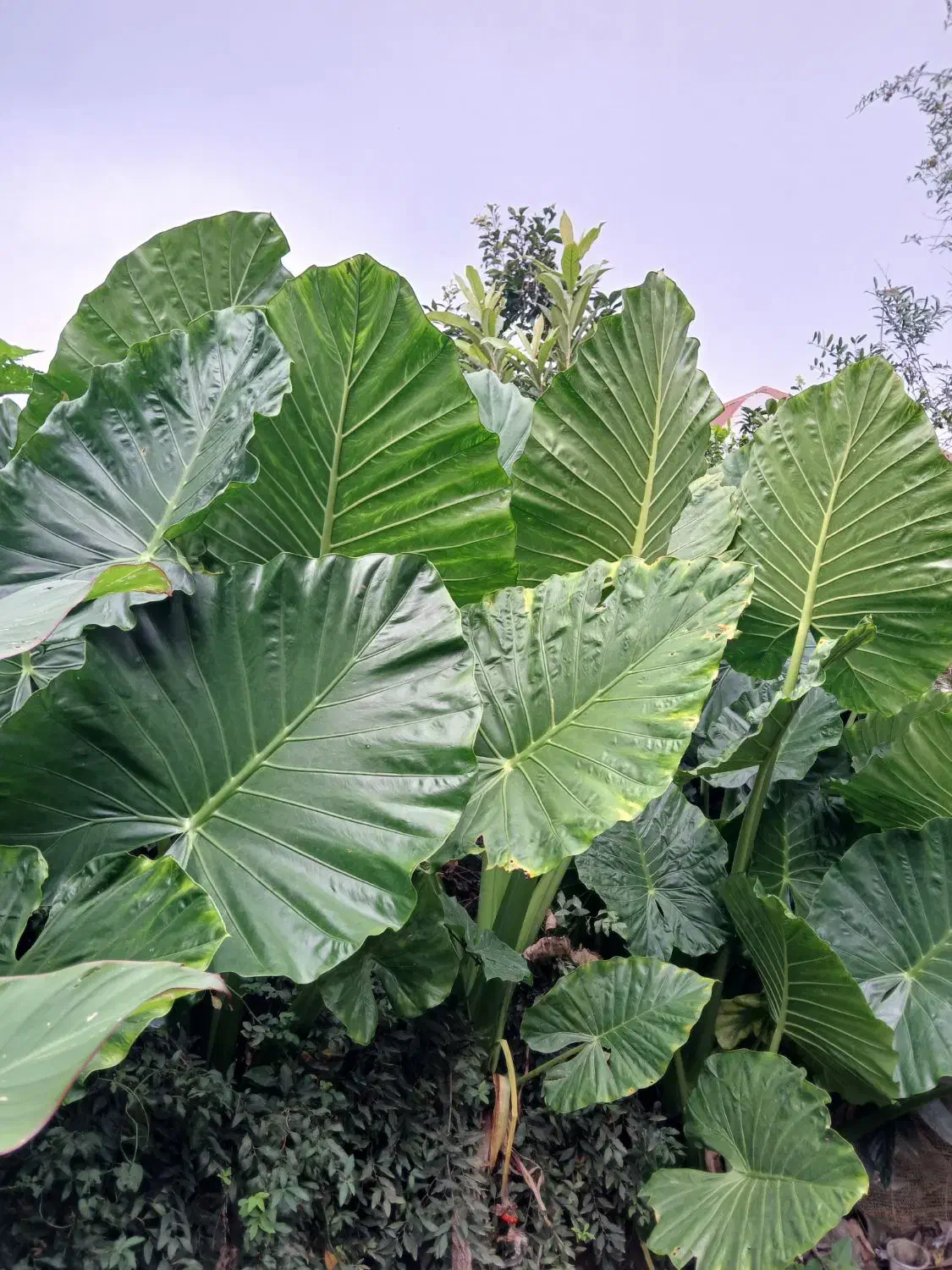 گل های طبیعی|گل و گیاه طبیعی|طاهرگوراب, |دیوار