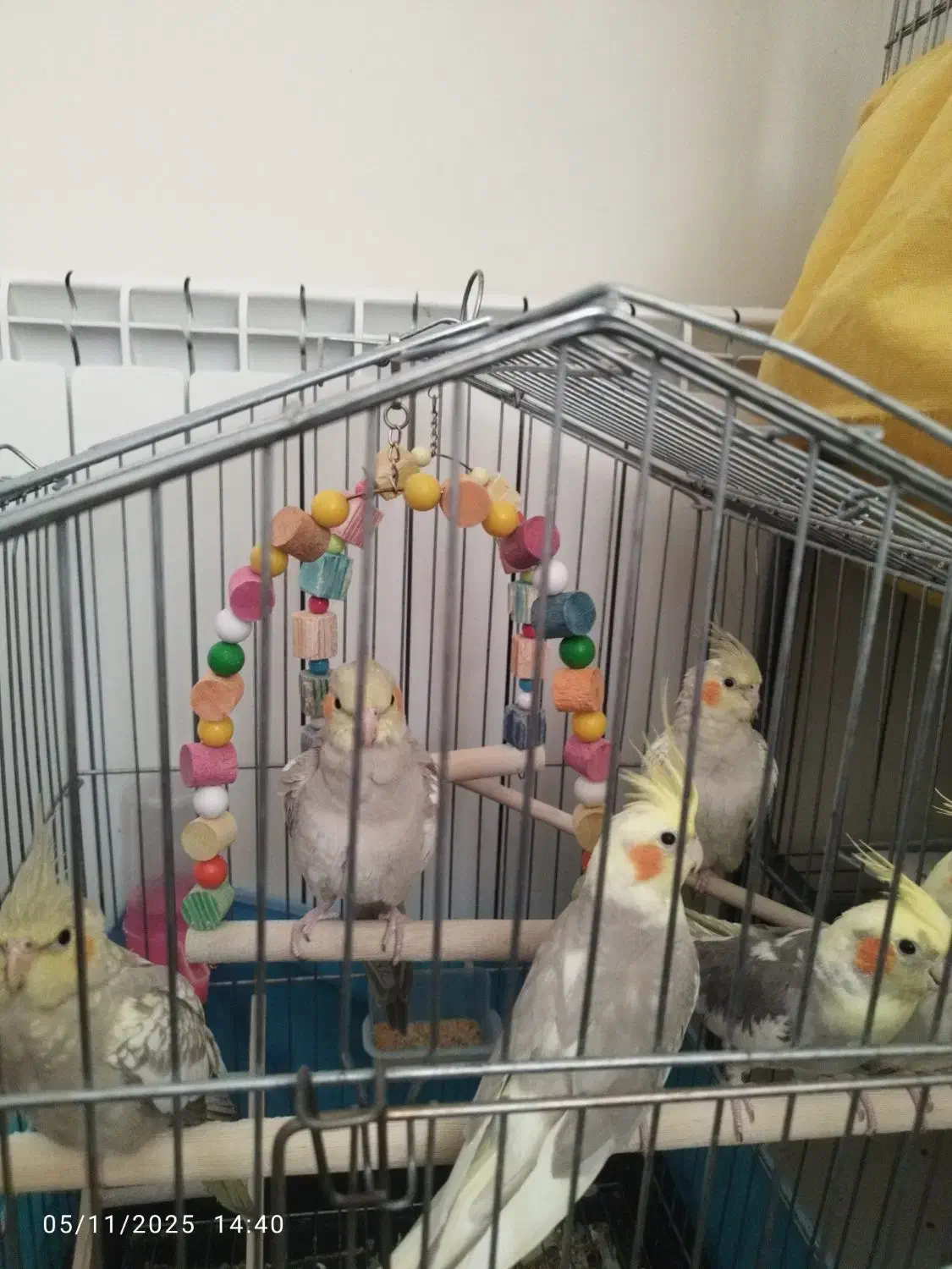 فروش عروس هلندی ۶عدد همه یکجا|پرنده|قزوین, |دیوار