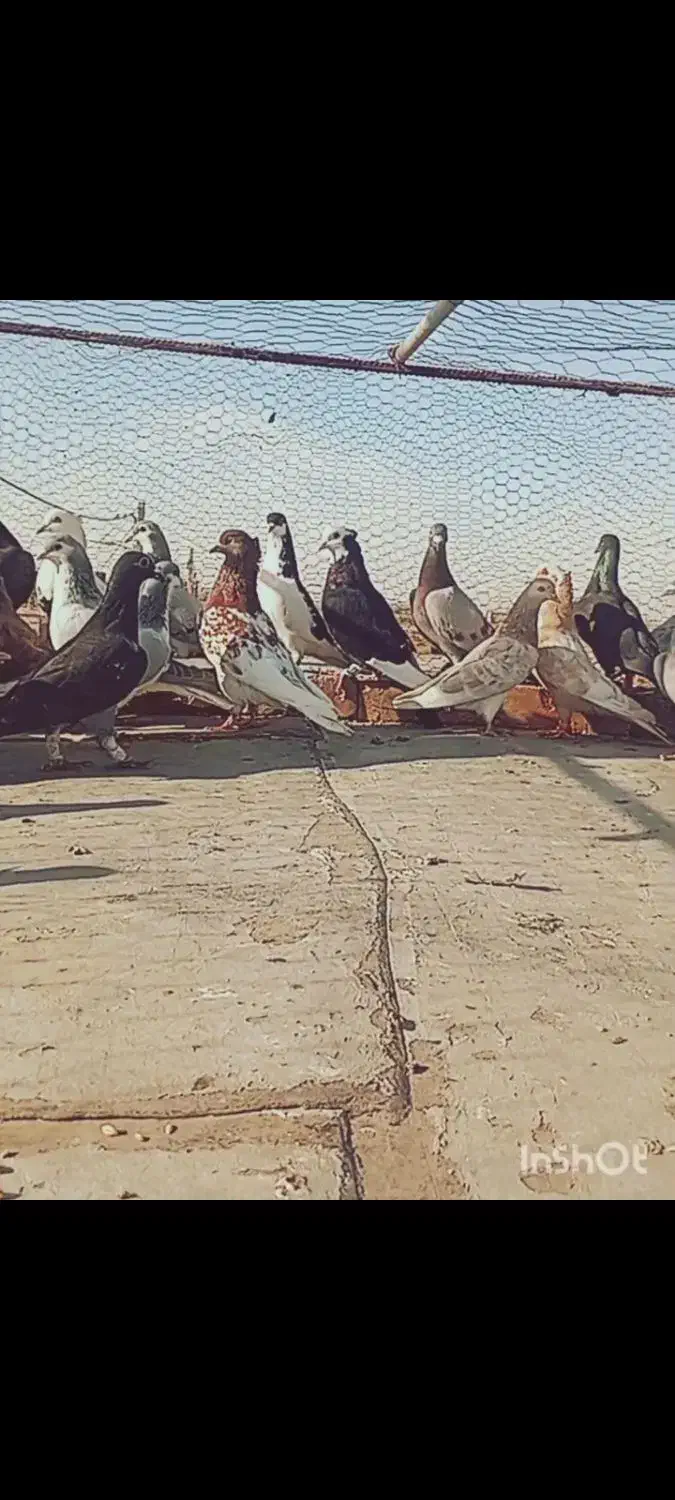 ۳۰ تا کفتر|پرنده|دشتابی, |دیوار