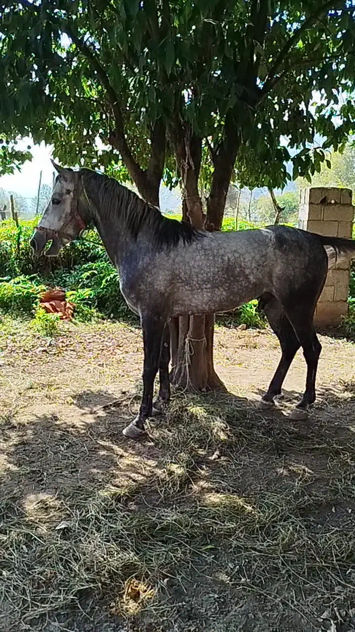 نریان کرد ۴ سال زیبا و درجه یک مخصوص خاص پسندا|اسب و تجهیزات اسبسواری|شاندرمن, |دیوار