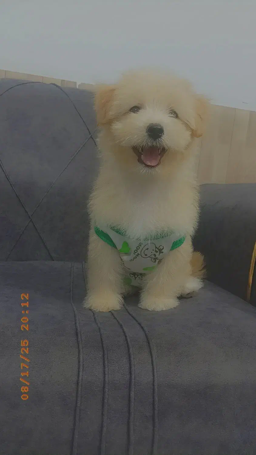 سگ نر میکس پامر وپودل|سگ|مشهد, شهید بصیر|دیوار