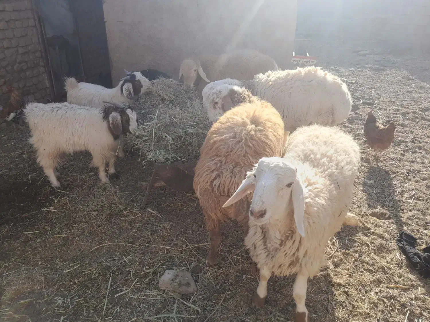 چهار راس بره نر فروشی|حیوانات مزرعه|بیرجند, |دیوار