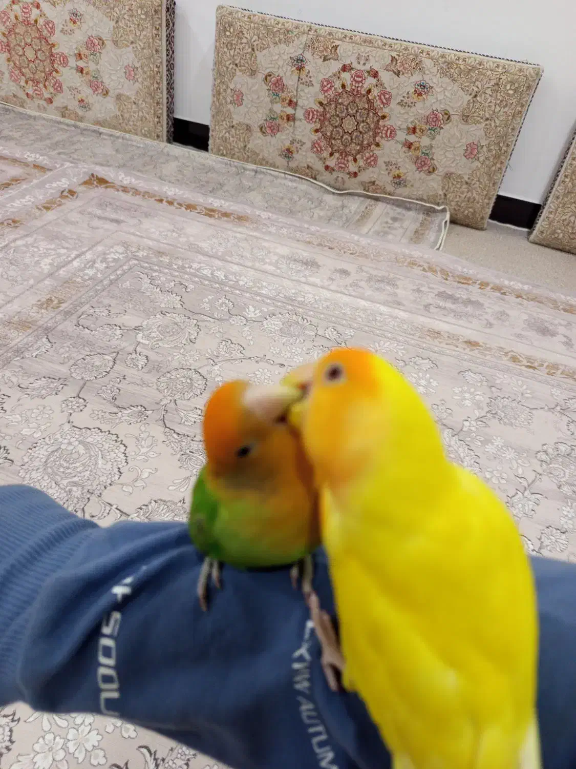 طوطی|پرنده|مریوان, |دیوار