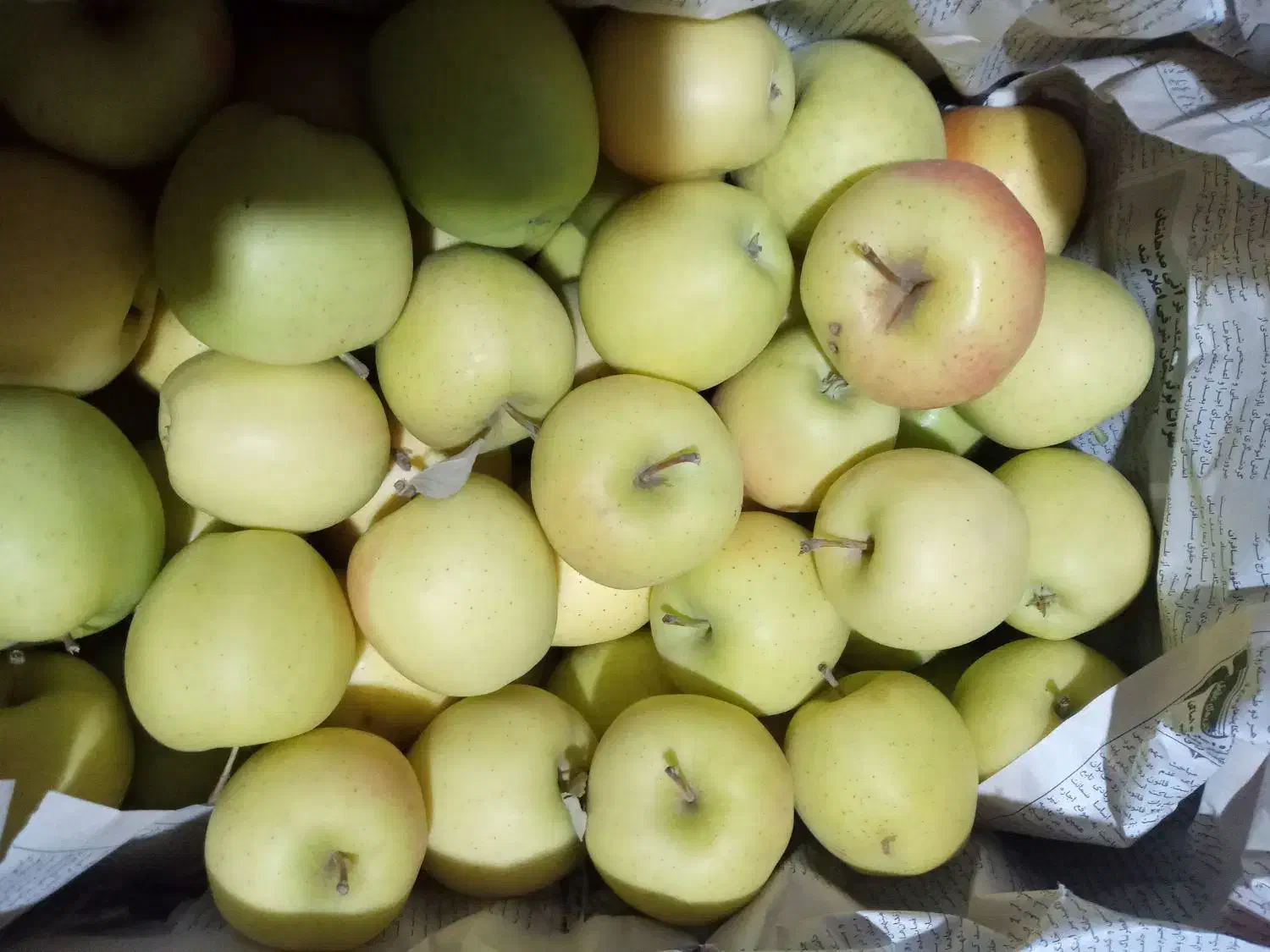 سیب ارگانیک|خوردنی و آشامیدنی|باسمنج, |دیوار