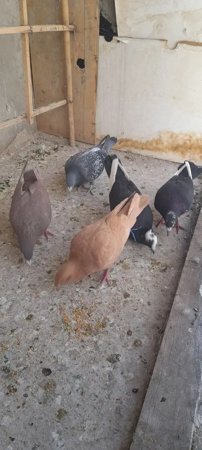 کفتر پرشی وجفتی|پرنده|قزوین, |دیوار