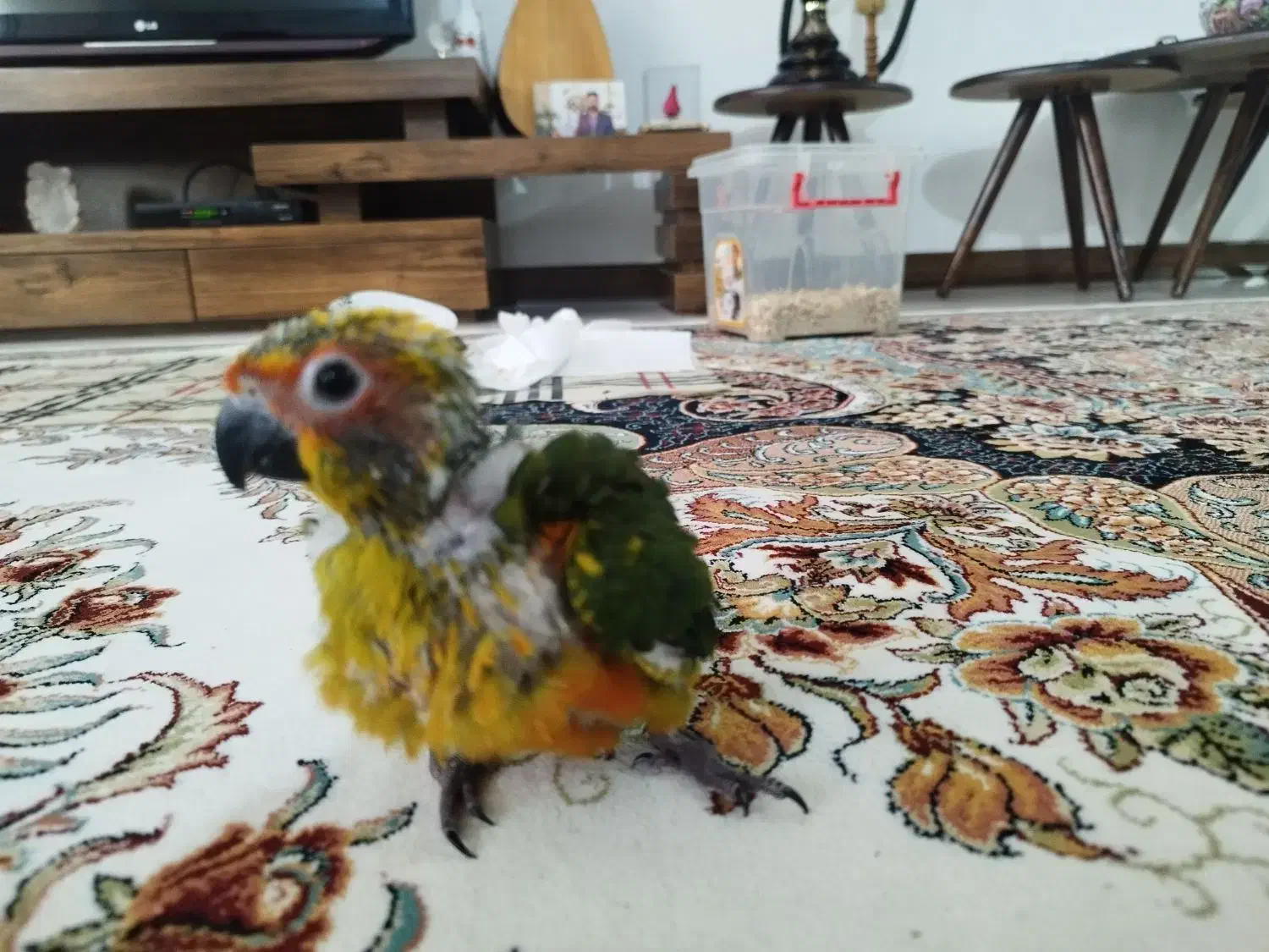 طوطی خورشیدی ۲۳ روزه|پرنده|شیراز, بریجستون|دیوار