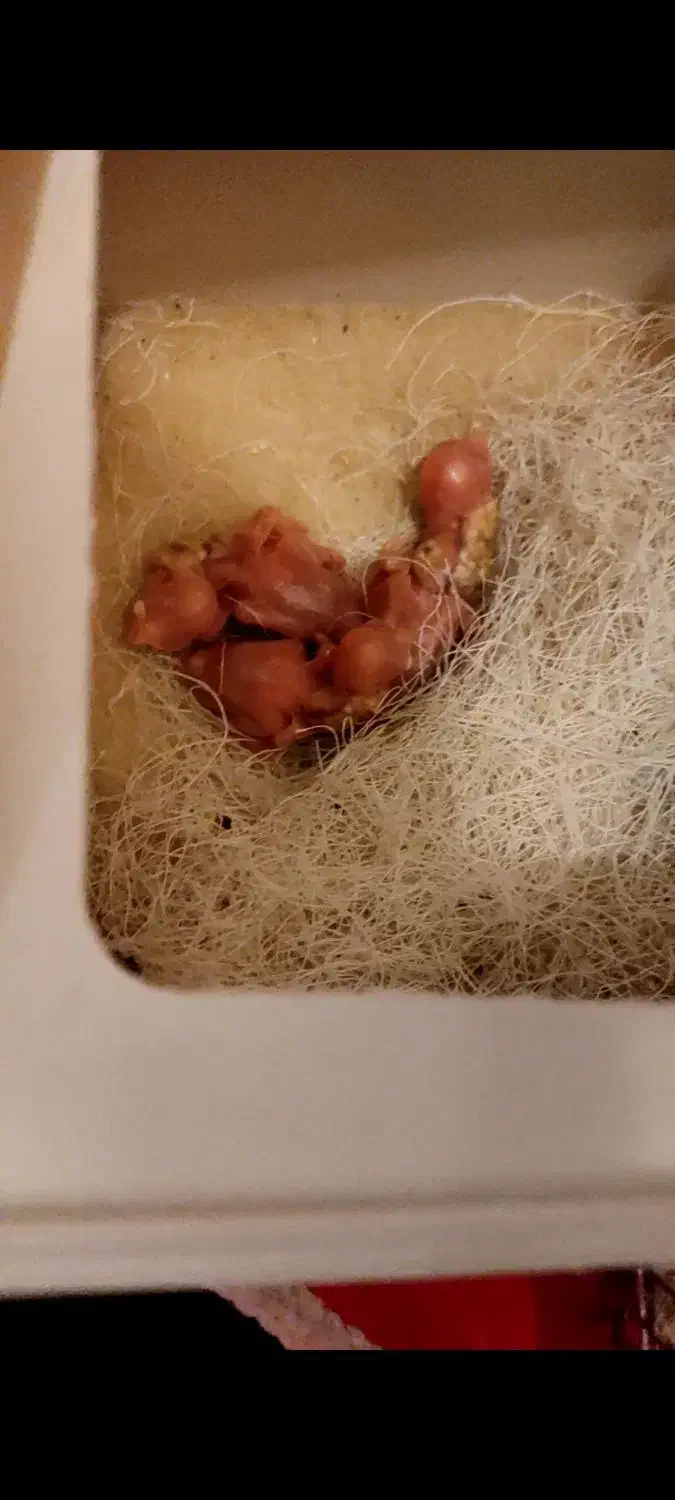 جوجه فنچ نرگسی شکلاتی|پرنده|تهران, استخر|دیوار