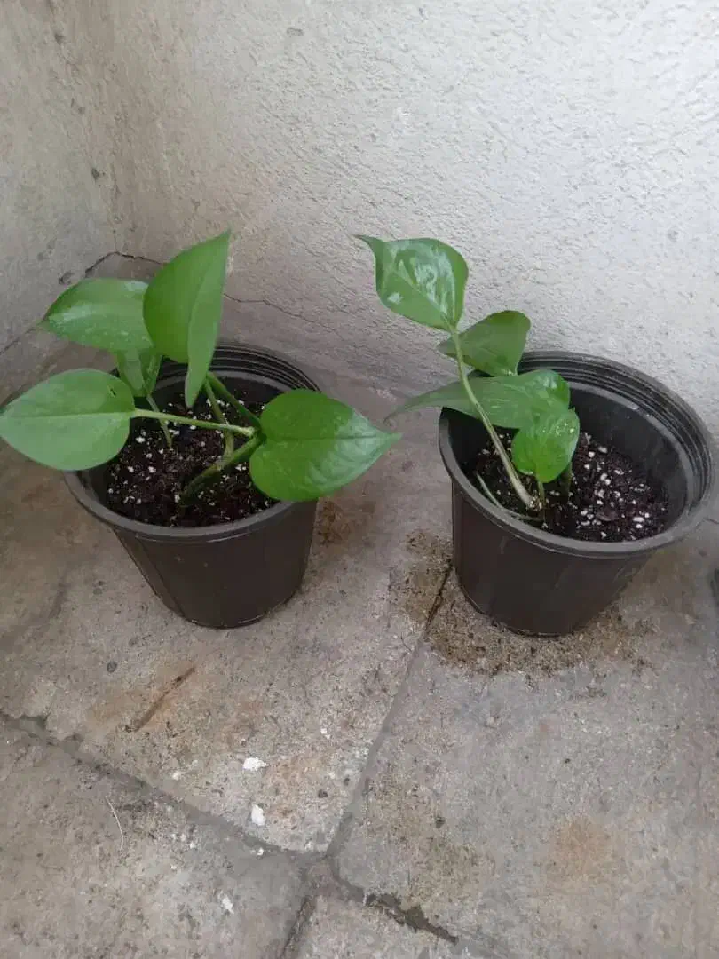 گلدون پتوس دونه ای ۵۰ت|گل و گیاه طبیعی|ری, دولت‌آباد|دیوار
