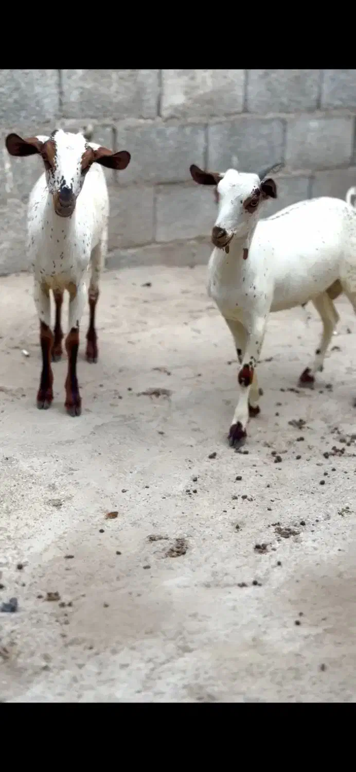 صلال اصل|حیوانات مزرعه|شهر بابک, |دیوار