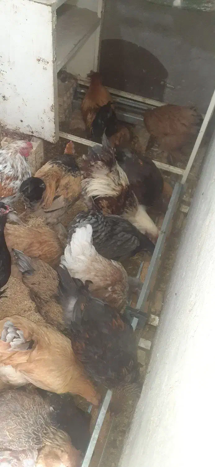 مرغو خروس برهما|حیوانات مزرعه|حبیب آباد, |دیوار