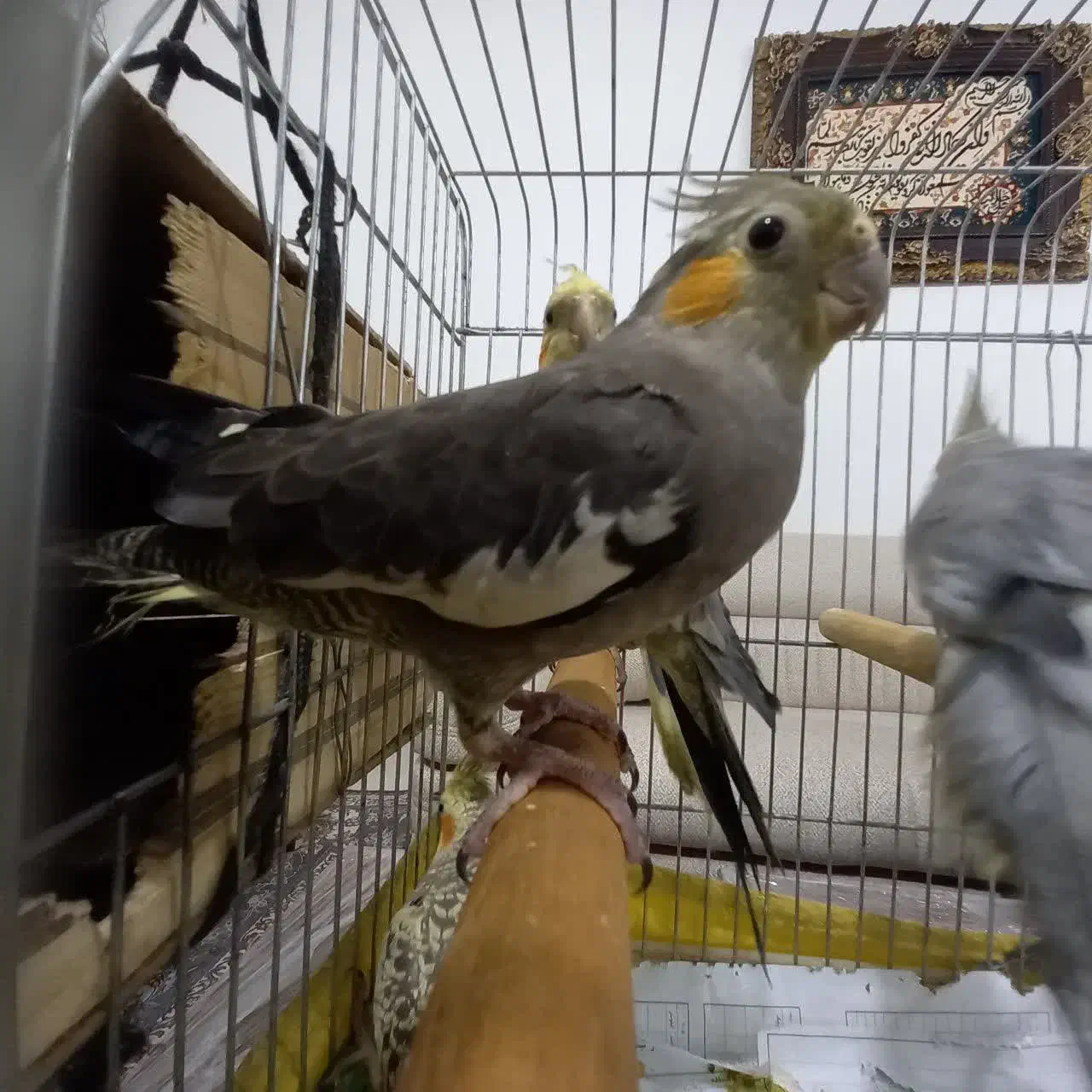 طوطی|پرنده|کرج, اسلام‌آباد|دیوار