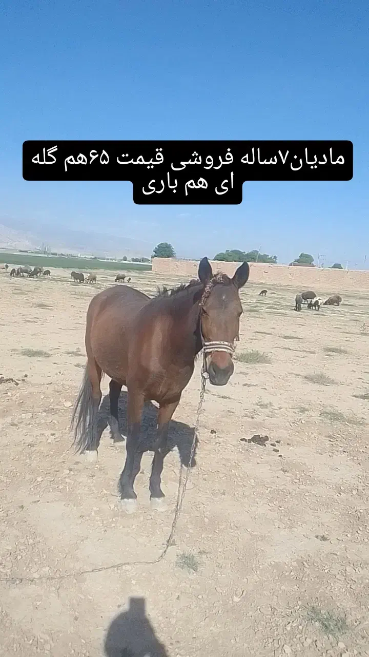 مادیان|اسب و تجهیزات اسب‌سواری|نظرآباد, احمد آباد|دیوار