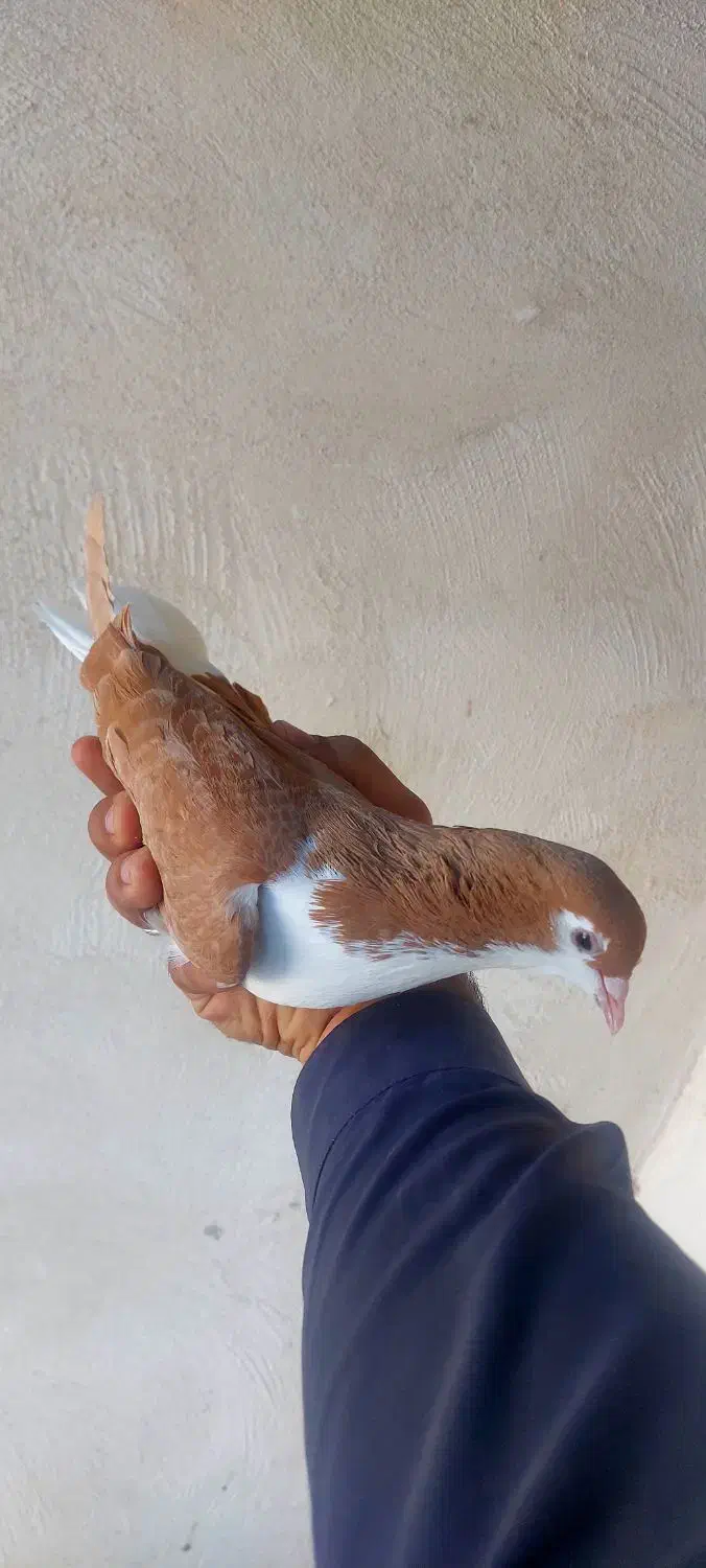 ۲عدد ماده شیرازی زرد و زاغ آبادانی|پرنده|کارون, |دیوار