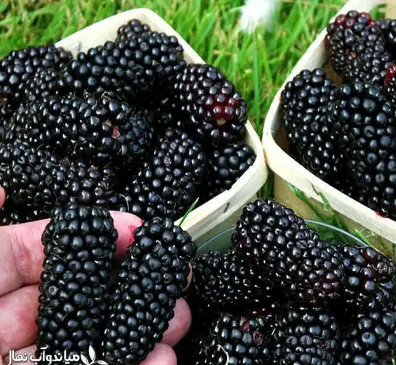 پیش فروش نهال شاهتوت|خدمات باغبانی و درختکاری|فردوس (خراسان), |دیوار