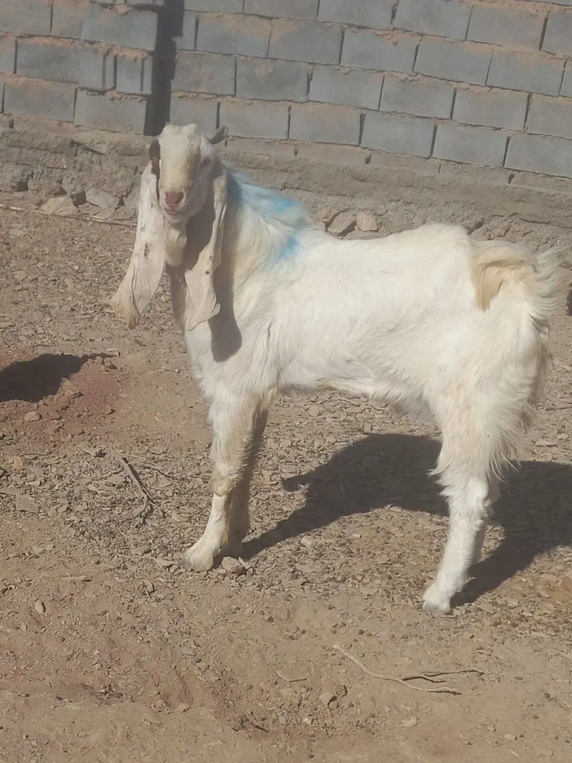 چبش پاکستانی|حیوانات مزرعه|مود, |دیوار