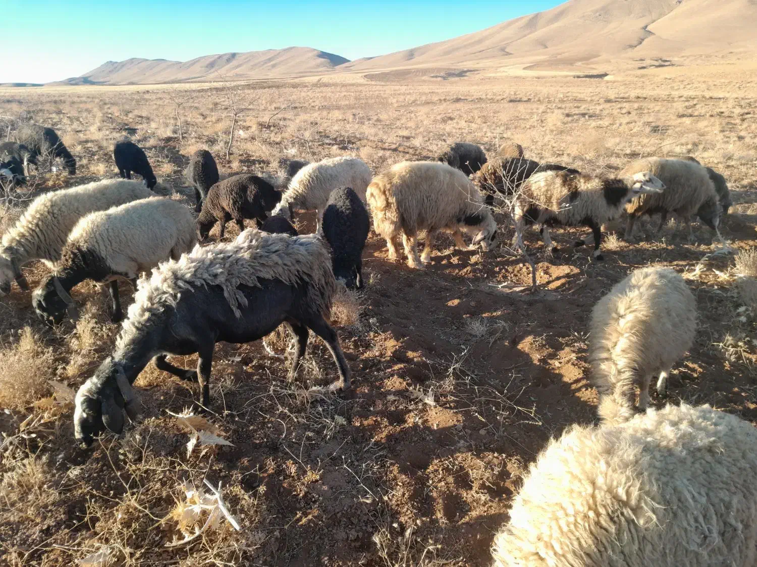 میش|حیوانات مزرعه|زنده رود, |دیوار