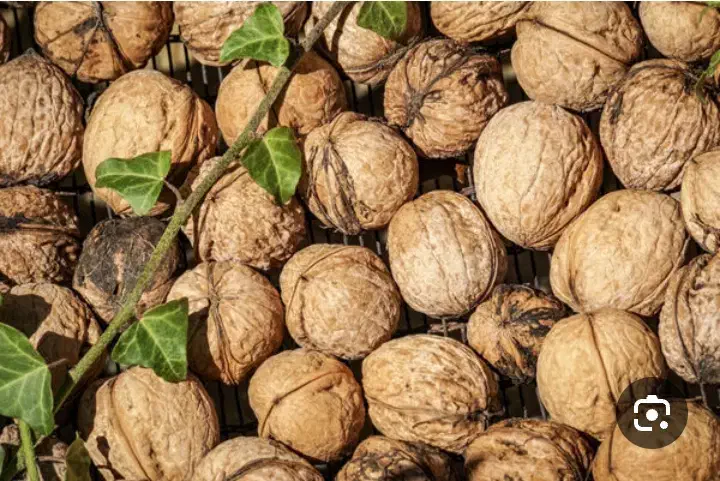 فروش گردو|خوردنی و آشامیدنی|پاتاوه, |دیوار