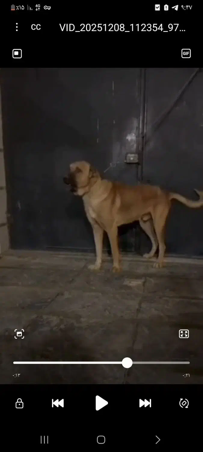 سگ سرابی نگهبان گارد چهارستون سالم|سگ|پاکدشت, پاکدشت (مامازند)|دیوار