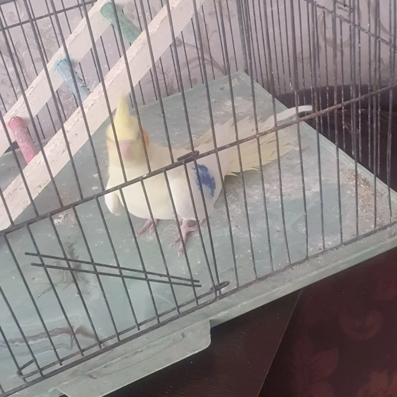 عروس هلندی|پرنده|مراغه, |دیوار