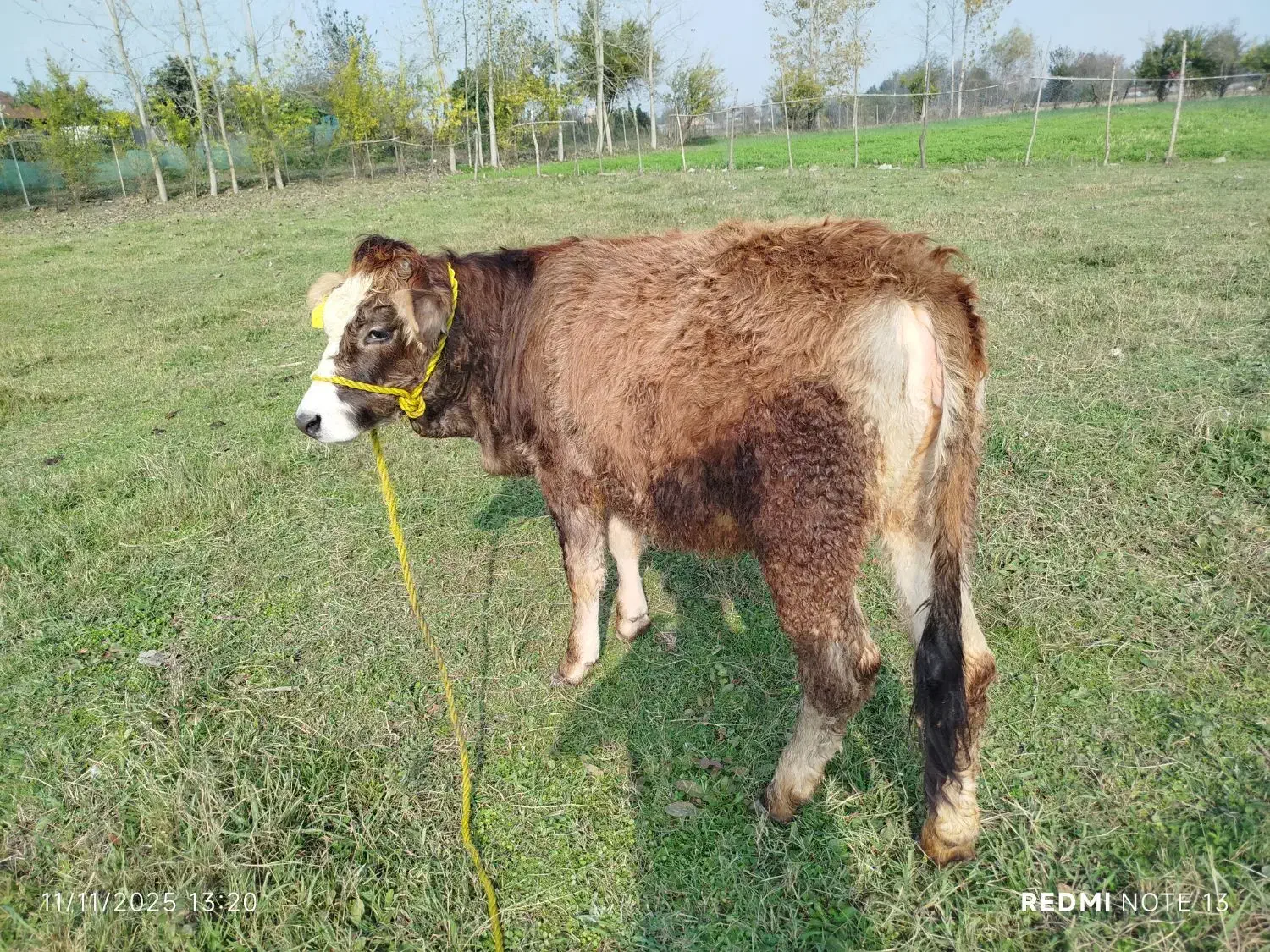 دو راس لیشه جنس زیبا|حیوانات مزرعه|ماسال, |دیوار